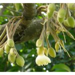 榴莲雌雄花不同步开展是否显示它不是自花授粉作物?