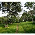 榴莲异株同花授粉（同品种不同树）坐果率也偏低, 何解?