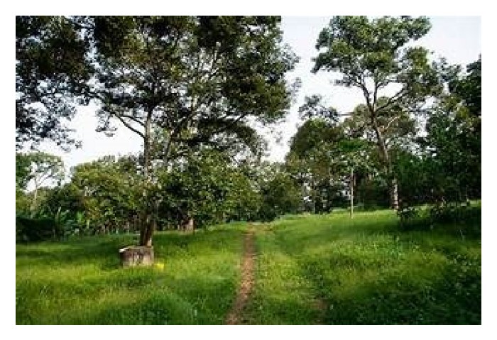 You are currently viewing 榴莲异株同花授粉（同品种不同树）坐果率也偏低, 何解?