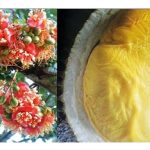 红花与黃花榴莲相互授粉可能产出风味独特的果实?