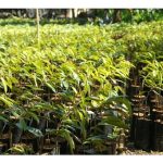 榴莲嫁接时，若所采用的砧木品种与芽眼品种不亲和或不相容(incompatible), 其长势将受阻，树亦可能死亡?