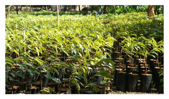 Read more about the article 榴莲嫁接时,若所采用的砧木品种与芽眼品种不亲和或不相容(incompatible), 其长势将受阻,树亦可能死亡?