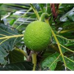 面包果(breadfruit)曾被誉为可养活全球人口的主食之一,它是什么植物?如何成为人们的主食?