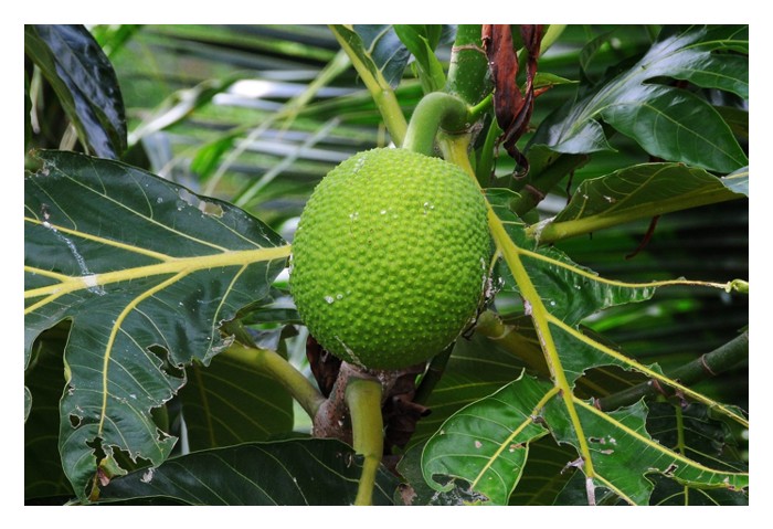  breadfruit 