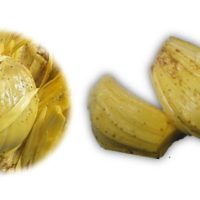 菠萝蜜的锈病，即果肉出现锈点，严重影响卖相及市值，口感也受创，它是一种菌病还是生理征状，及如何防治?