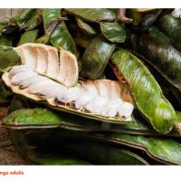 列出10种仍未在马来西亚耕耘但有商业潜能的美洲热带水果