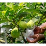 从搬运工到“番石榴大王”:披猜的翻身人生