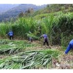 菌草是什么? 为何成为大马与中国研究单位共同发展的选项?