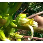 组培木瓜技术是否已经实现可生产出高几率的双性花苗?