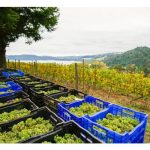 智利的火山土壤, 真能种出最營养的葡萄酒?