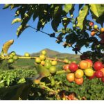 巴西热带雨林里的”零砍伐咖啡园”长什么样?