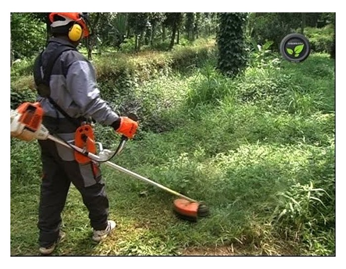 You are currently viewing 人工除草及补充土壤良菌据知是一种良好的野草兼土壤管理法之一。列举出一位成功采用这做法的农友以借镜