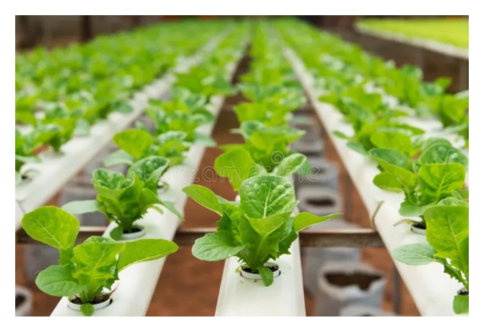 Read more about the article 一千平方尺温室水耕种植马来西亚蔬菜的总投资成本是多少，那一种蔬菜回酬率较佳?
