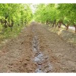 挖浅沟施肥的效果通常优于洞施（穴施）?