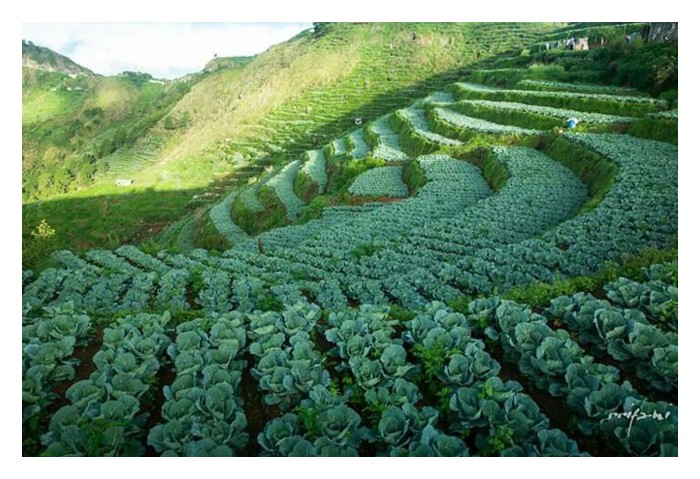 Read more about the article 土壤改良剂如何影响微生物群落, 对土壤健康有何长期影响?