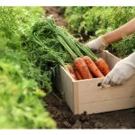 天然与商用土壤改良剂的详细比较及对作物的效益