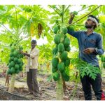 液状商用土壤改良剂的效果如何?