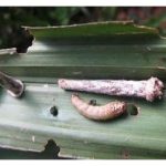 袋虫入侵油棕园乃因生态失衡引起，这话如何解释?