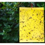 在油棕园安置黄色粘片同畤在其顶部拄着合成性息素以吸引及诱捕雄性袋虫做为切断繁殖源头的作法可行吗?