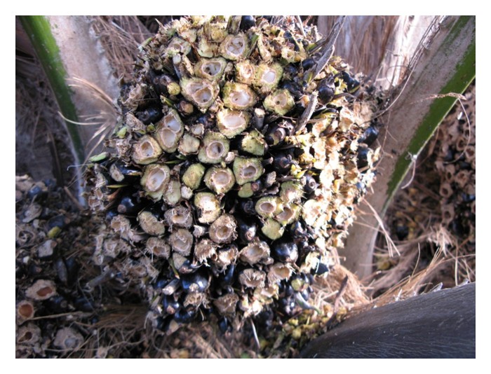 Read more about the article 油棕园鼠害爆发的原因是什么? 化学诱铒是最佳的解决方法?