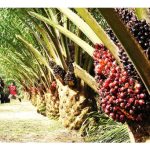 油棕园雌与雄花串的数量比率除了受基因影响之外,环境与农艺因素(如水源、光照、修叶、施肥、虫病害等)也是重要原因,园主应关注这些方面让树多长出雌花串以实现增产目标?