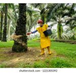 选择来源可靠的肥料为油棕施肥的农友，最终将发现，这作法是对的，也同時带来最佳收益?