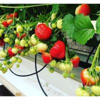 荷兰的’夜光温室’：植物睡不着却长得快?