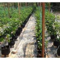 一位马来友族以滴包在开放式农地种植辣椒，他以一套良好的菅理方法，减少了虫病害并利用市场上的作物调节剂及施肥，成功做上来的故事