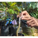 榴莲枝条嫁接在砧木头顶或旁边据知更能保留母株一样纯正的特质,而芽眼嫁接有時可能会有轻微落差,这观点有何根据?