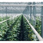 二氧化碳施肥如何操作? 增产效果如何 ?