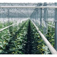 二氧化碳施肥如何操作? 增产效果如何 ?