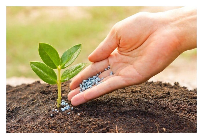 You are currently viewing 复合化肥(compound fertilizer) 和挤压化肥(compaction fertilizer) 有何不同? 用在作物上，表现也出现差异?