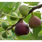 大马无花果种植完整指南