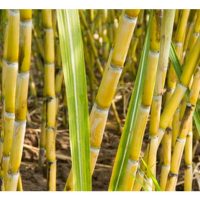 甘蔗糖分高,对能增加甜度的钾肥需求肯定殷切?