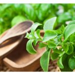 甜菊应如何种植，同時列出种植成本与回酬