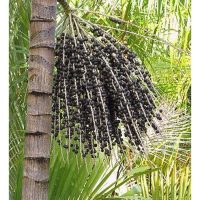 Acai(巴西莓)乃南美洲特产，适合在大马种植吗?