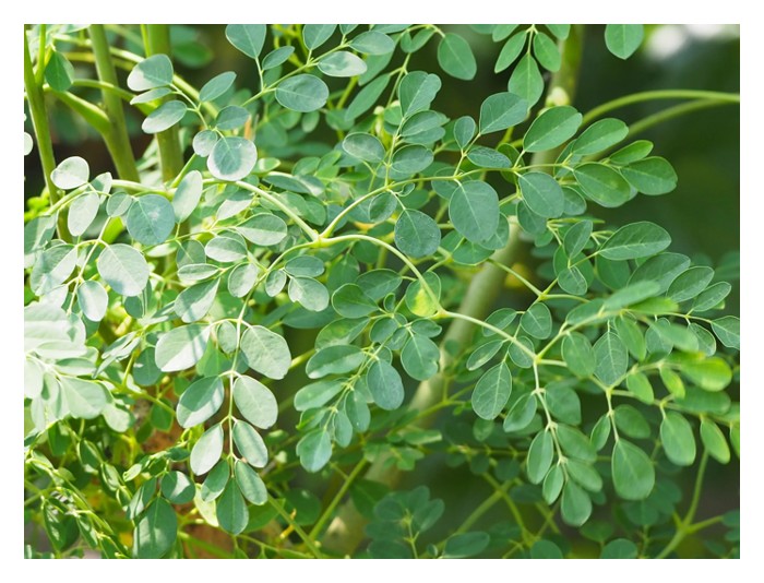 Read more about the article 辣木叶如今已制成颗粒饲料做为家畜如牛羊等的食料，大大降低生产成本?