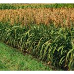 大马博特拉大学(UPM)硏究员已开发新品种高粱,称为Putra SB2, 60天可收成、比玉米树需90天还快、每公顷每季产量70吨等优势,可大大节省家畜饲料成本?