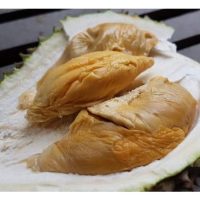 松鼠王榴莲(Tupai 226)登上价格最贵榴莲宝座，说明新贵受宠还是品质高人一等?
