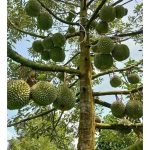 在一棵适龄的榴莲砧木的茎上,上左右下,同時芽接二个品种或以上芽眼,打造多功能榴莲树,有望多元化品种、倍增产量及吸引游客?