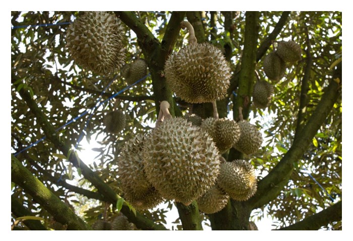 Read more about the article 在什么情况下，榴莲园主会采用压条繁殖秧苗?