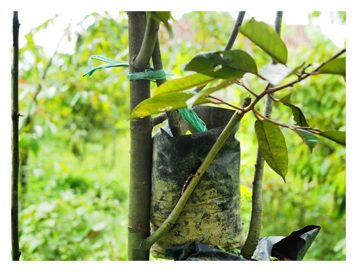 Read more about the article 榴莲靠接法何解?