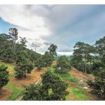 榴莲自身建立了完美的遗传多样性及抗逆性(气候、地情、养分、水分等)，那就是异花授粉机制，避免自花授粉可能引起近亲交配导致品质下降问题?