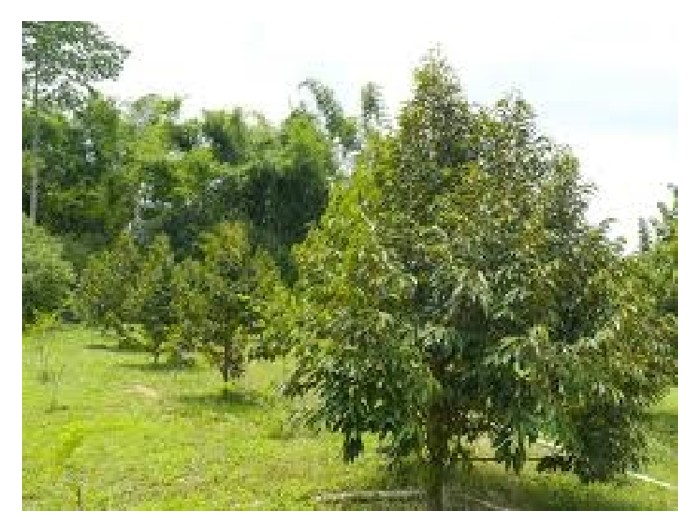 Read more about the article 听说有些人为了体验农场生活,退休后买了三五亩地种起榴莲,最终发现’不好玩’而卖掉,可有此事?何解?