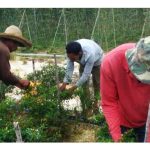 外劳依赖的代价:马来西亚农业的结构性困局