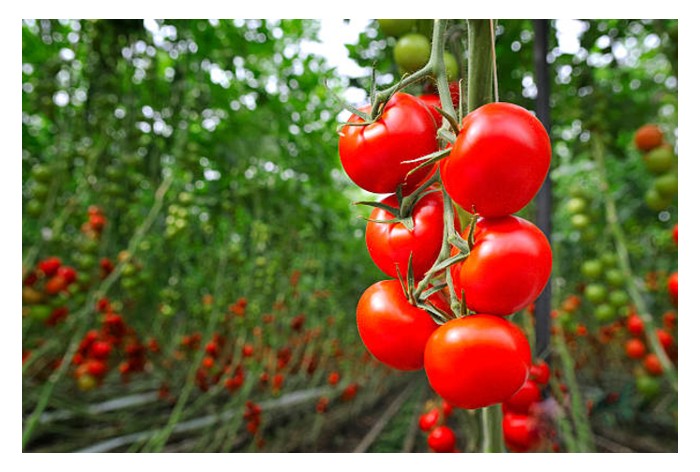 You are currently viewing 荷兰:温室里的番茄为何要请AI谈“心理辅导”?