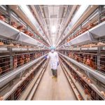 德国的”生物柴油养鸡场”‘： 鸡靠油生活?