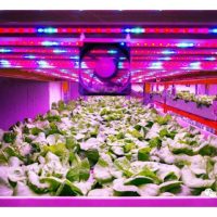 植物有情绪? 韓国科学家用灯光帮蔬菜调心情!