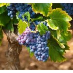 南非采用蜂群智能 (bee intelligence) + AI预测葡萄成熟是否可靠?