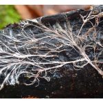 瑞典：用真菌网络(mycelium)代替化肥是否更高效?